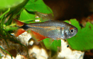 Buenos Aires Tetra aquarium fish