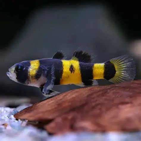 Bumble Bee Goby aquarium fish