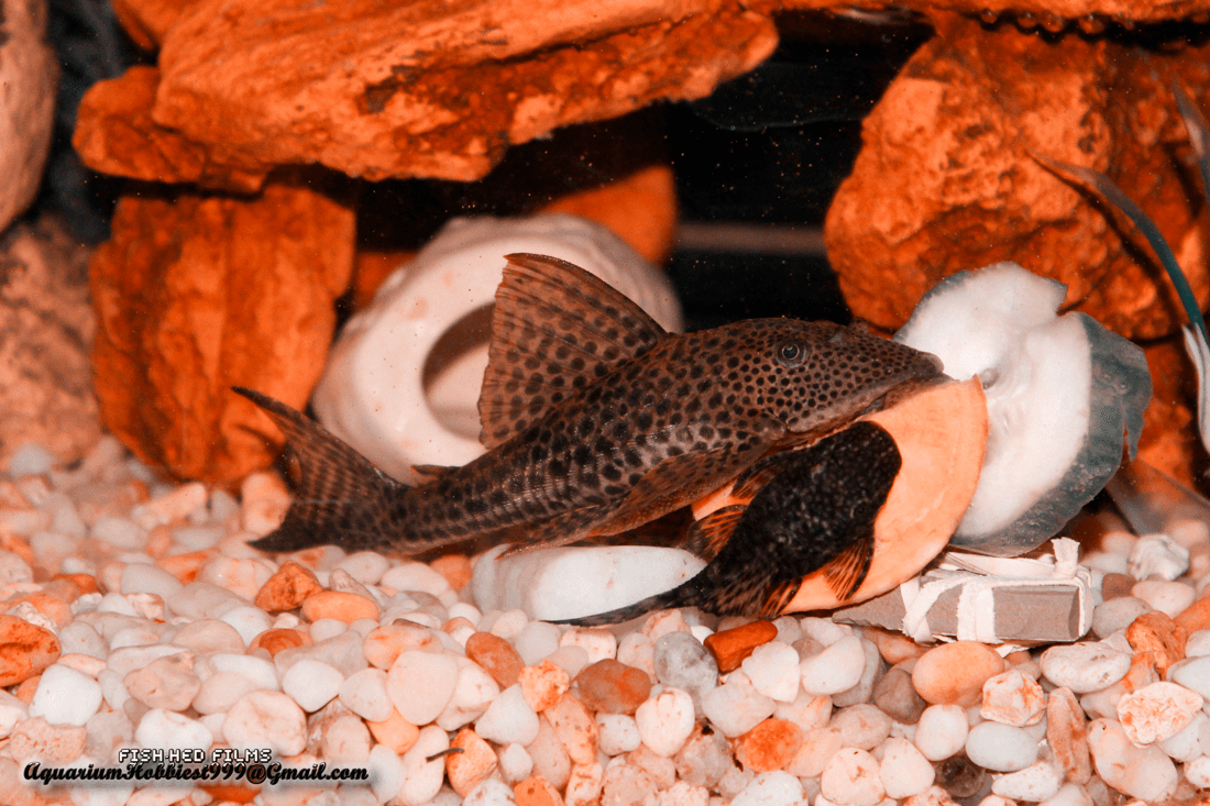 Butterfly Pleco aquarium fish