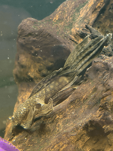 Calico Ancistrus Catfish aquarium fish