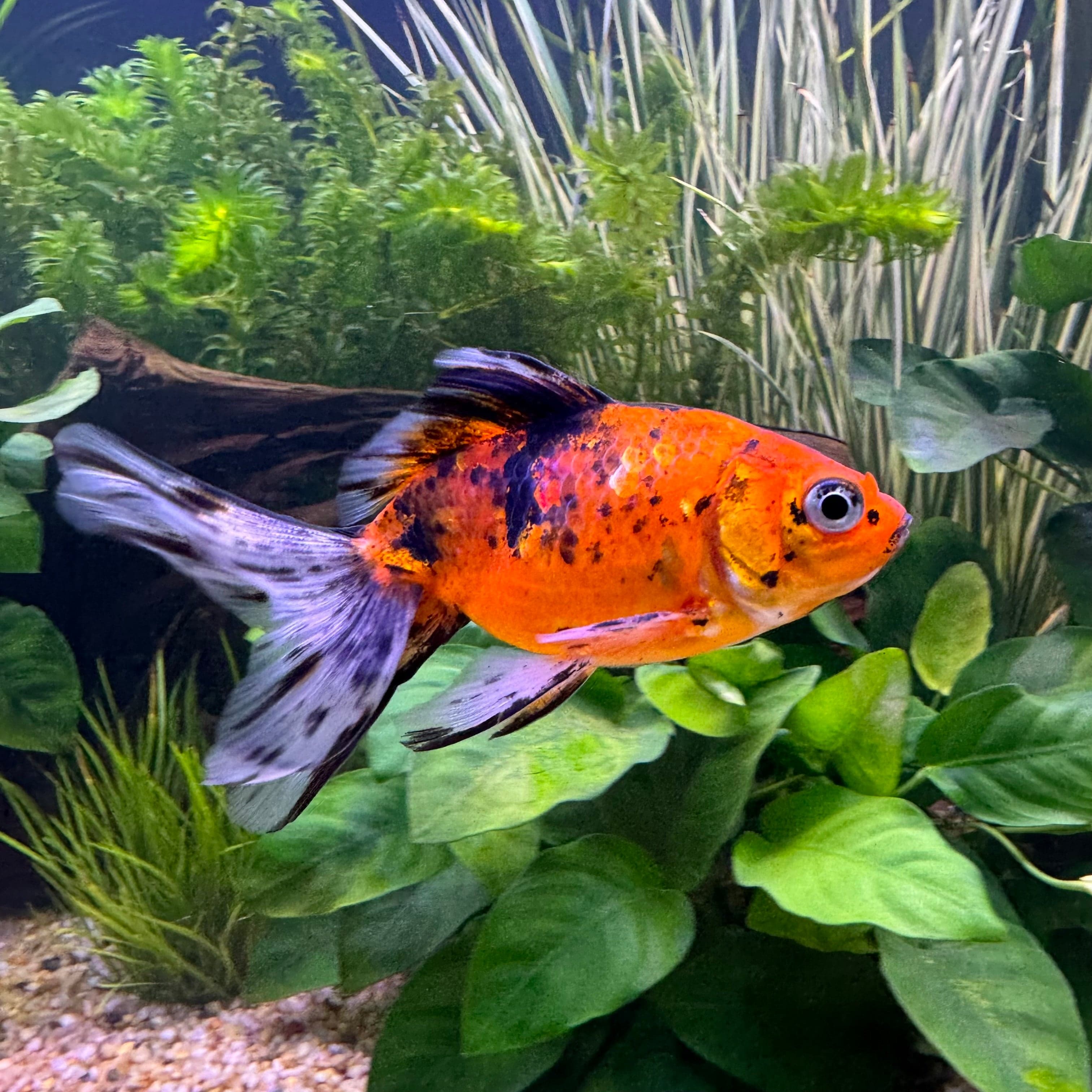Calico Fantail Goldfish aquarium fish