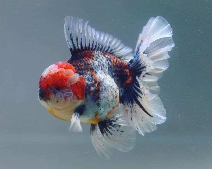 Calico Oranda Goldfish aquarium fish