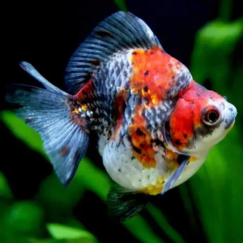 Calico Ryukin Goldfish aquarium fish