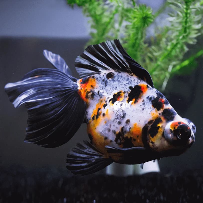 Calico Telescope Eye Goldfish aquarium fish