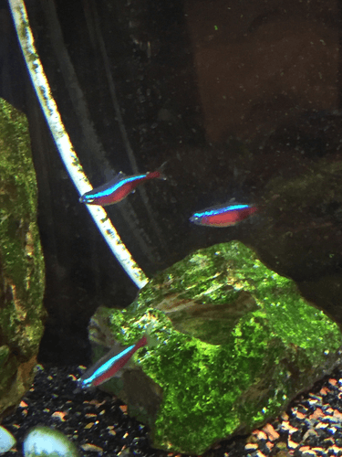 Cardinal Tetra aquarium fish