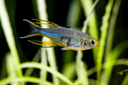Celebes Rainbowfish aquarium fish