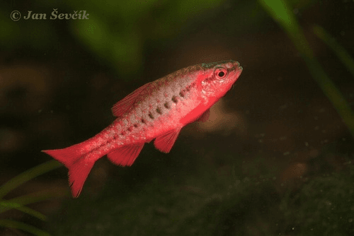 Cherry Barb aquarium fish