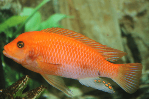 Cherry Red Zebra Cichlid aquarium fish