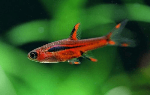 Chili Rasbora aquarium fish