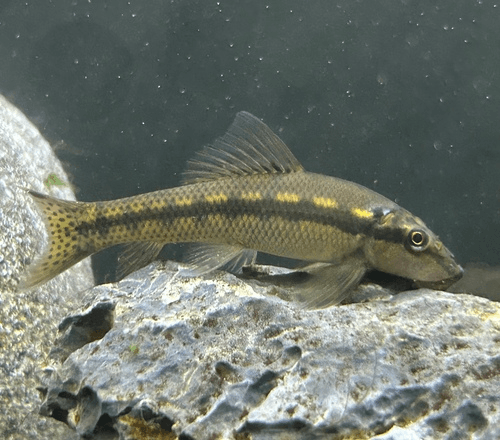 Chinese Algae Eater aquarium fish