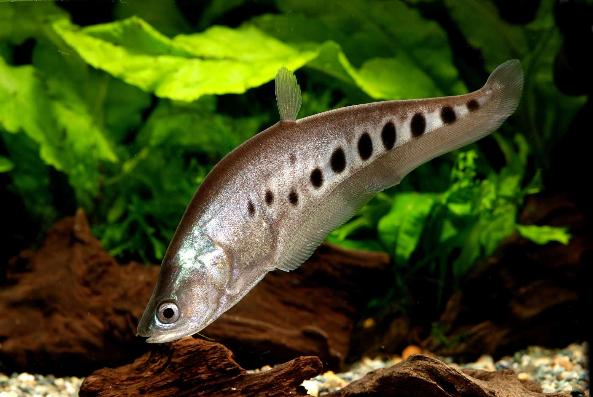 Clown Knife Fish aquarium fish