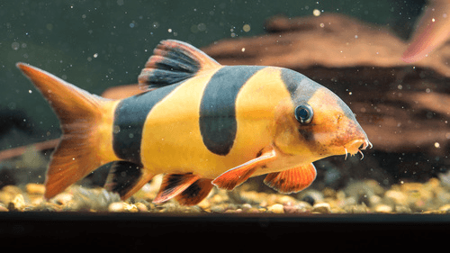 Clown Loach aquarium fish