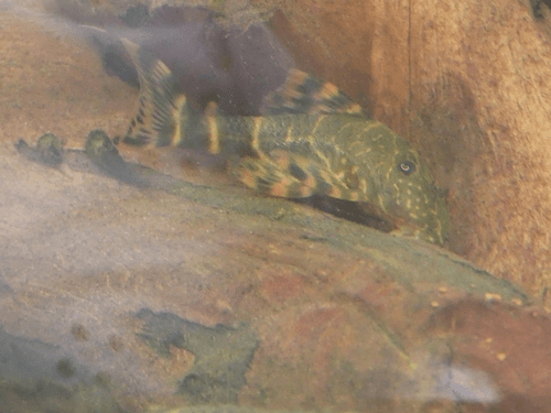 Clown Pleco aquarium fish