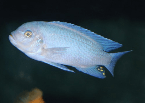 Cobalt Blue Zebra Cichlid aquarium fish