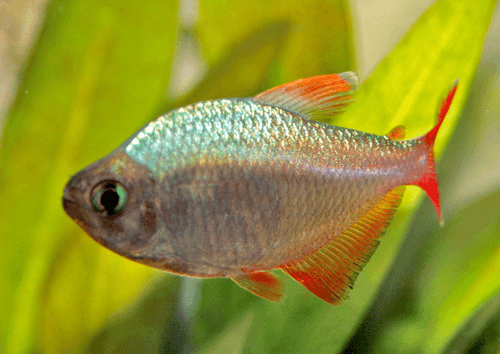 Columbian Tetra aquarium fish