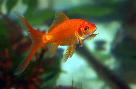 Comet Goldfish aquarium fish