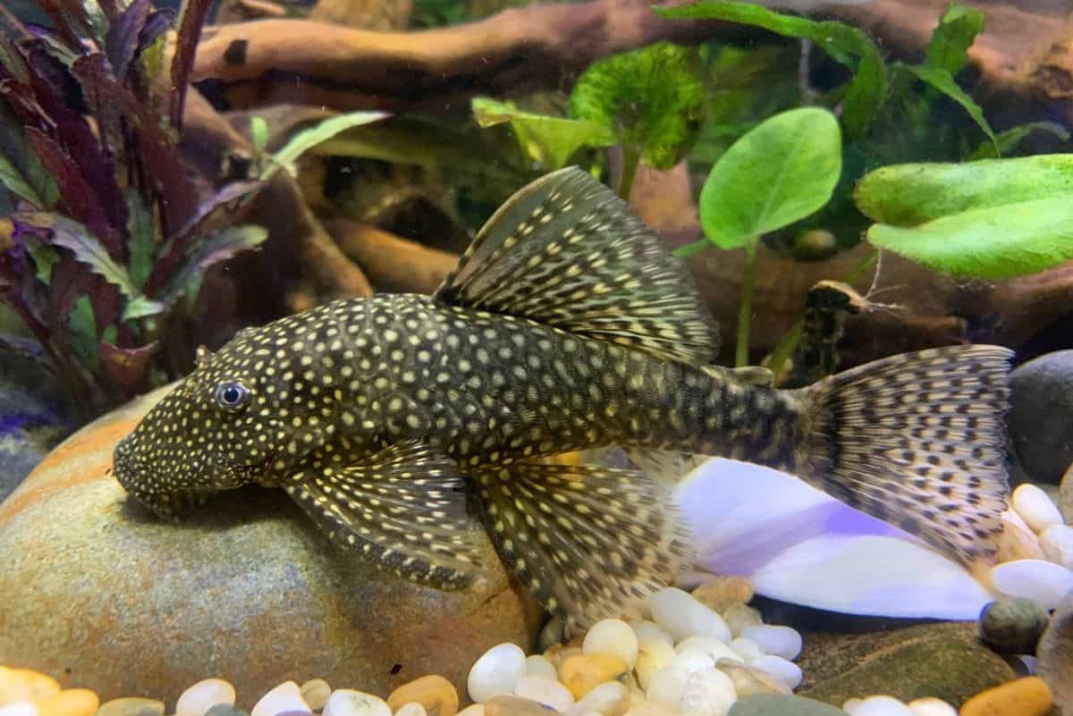 Common Pleco aquarium fish