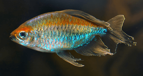 Congo Tetra aquarium fish