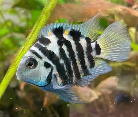 Convict Cichlid aquarium fish