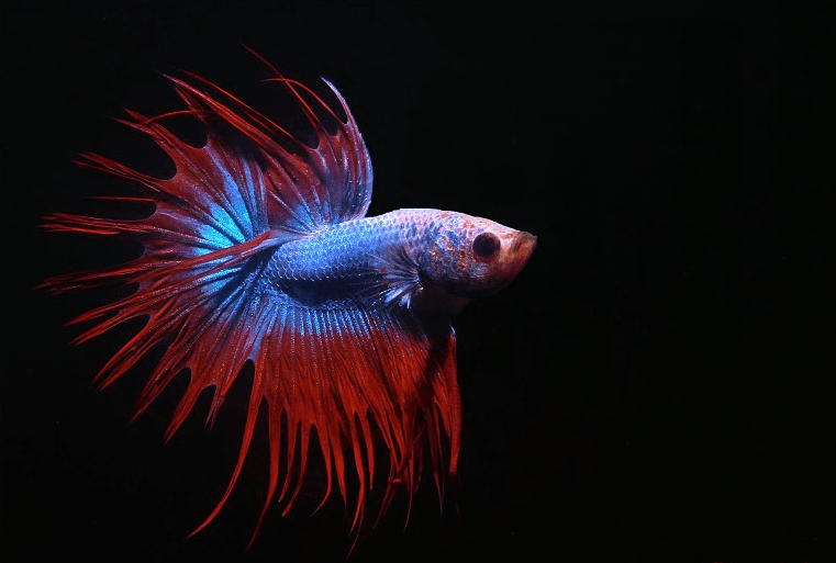 Crowntail Betta aquarium fish