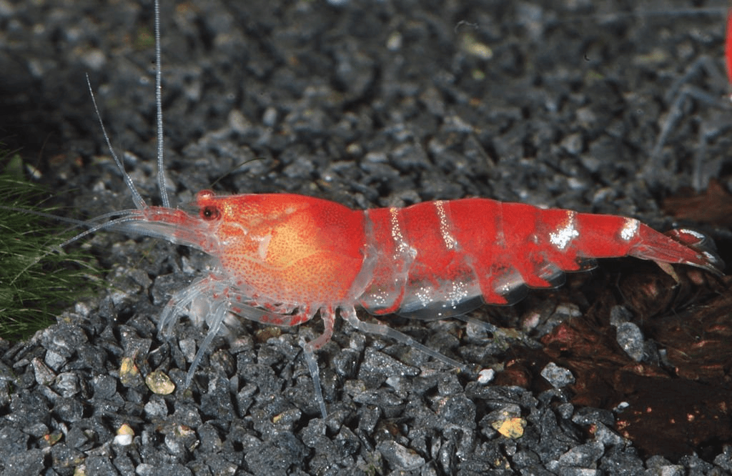 Crystal Black Shrimp aquarium fish
