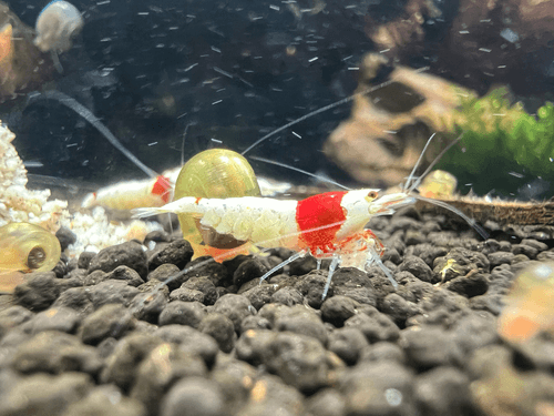 Crystal Red Shrimp aquarium fish
