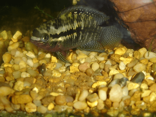 Curviceps Cichlid aquarium fish