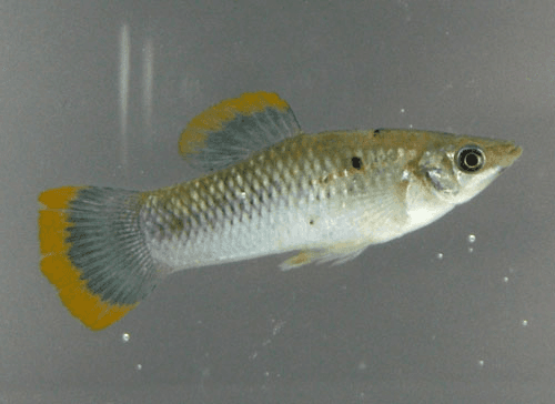Dalmatian Lyretail Molly aquarium fish