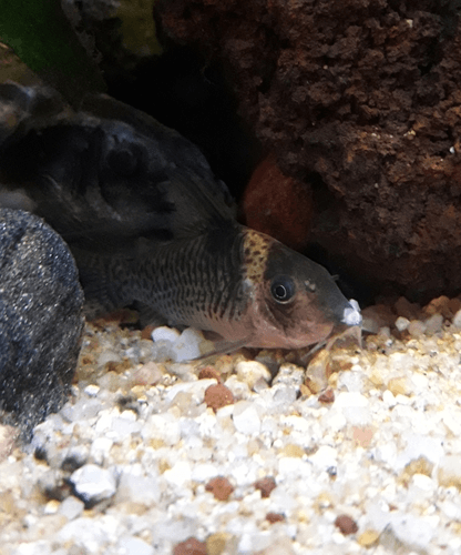 Delphax Cory Catfish aquarium fish