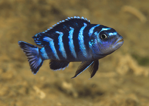 Demasoni Cichlid aquarium fish