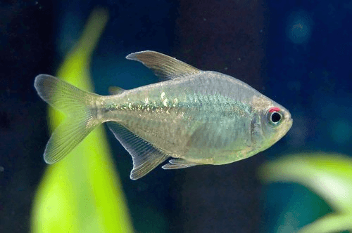 Diamond Tetra aquarium fish