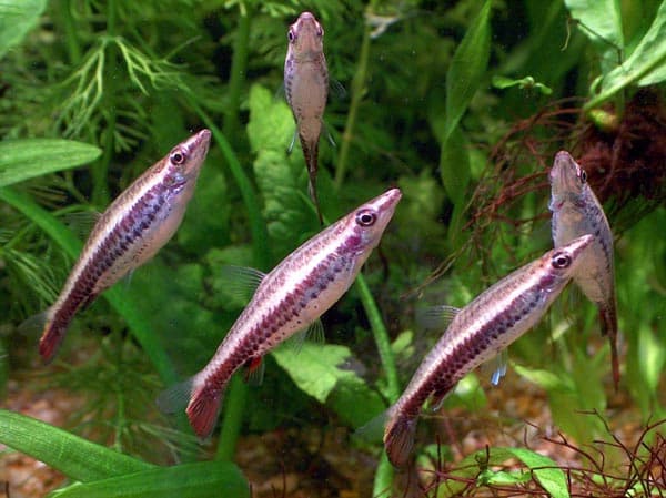 Diptail Pencilfish aquarium fish