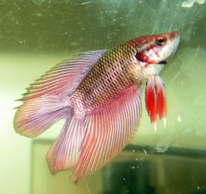 Double Tail Betta aquarium fish