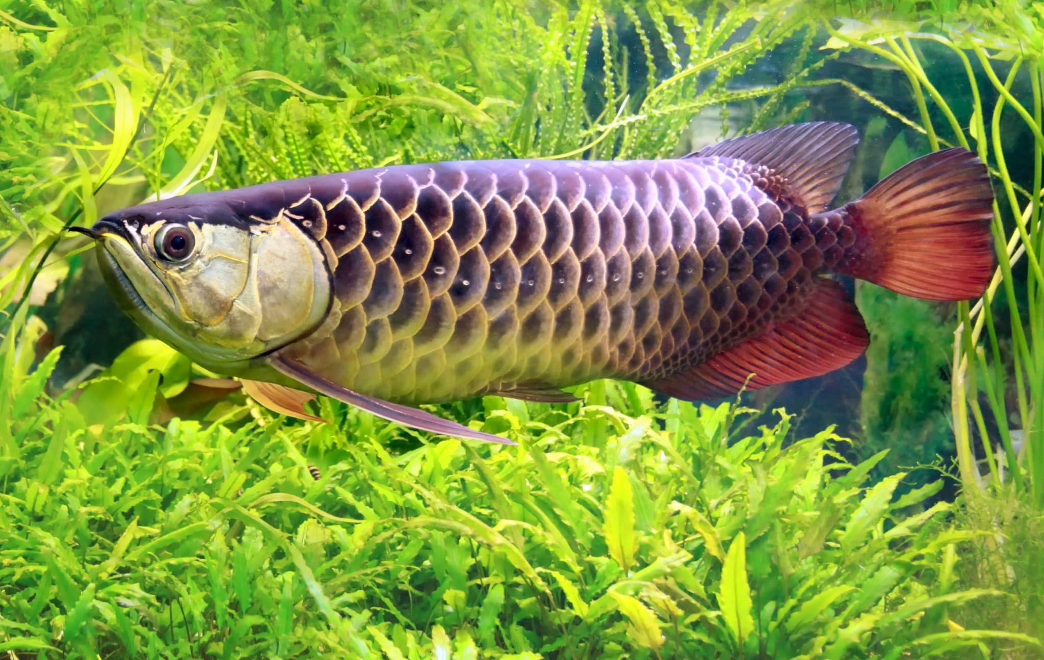 Dragon Fish aquarium fish