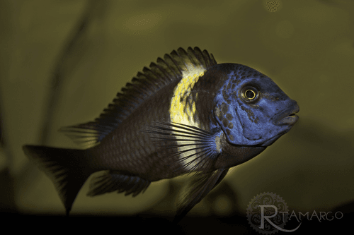 Duboisi Cichlid aquarium fish