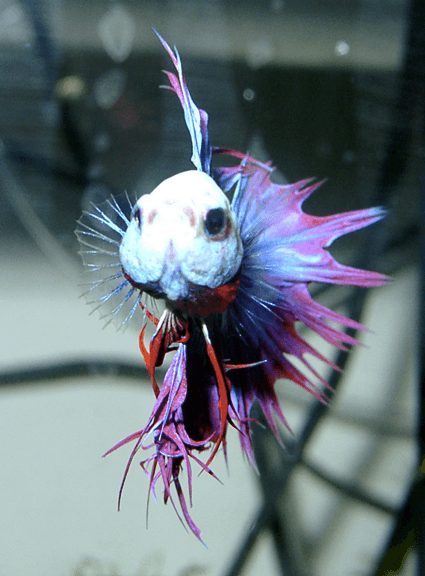Dumbo Betta aquarium fish