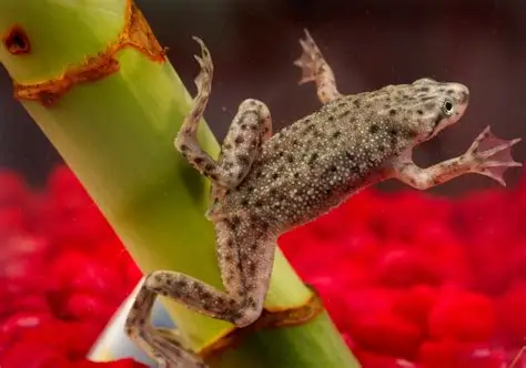 Dwarf African Frog aquarium fish