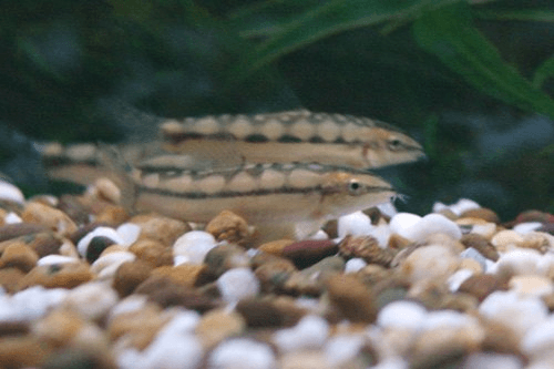 Dwarf Chain Loach aquarium fish