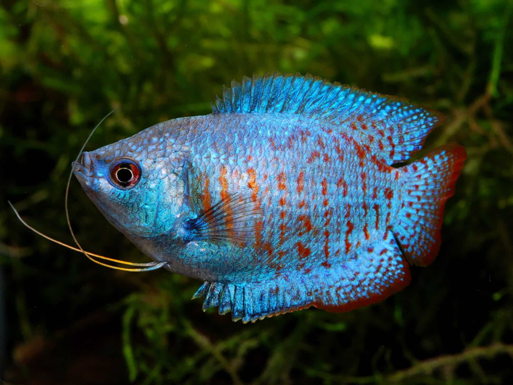 Dwarf Gourami aquarium fish