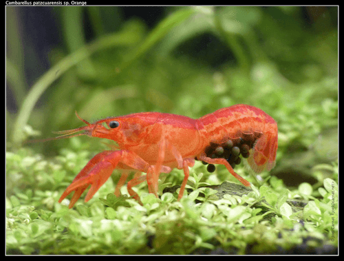 Dwarf Mexican Orange Crayfish aquarium fish