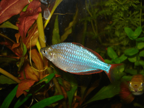 Dwarf Neon Rainbow aquarium fish