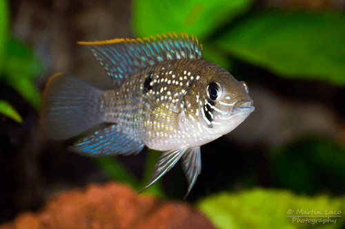 Electric Blue Acara Cichlid aquarium fish