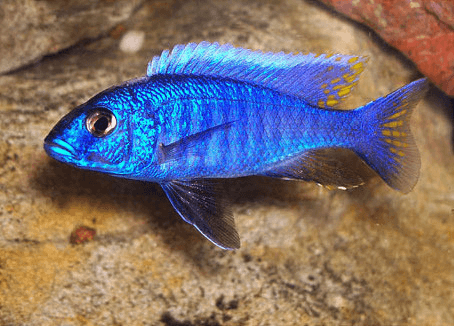 Electric Blue Ahli Cichlid aquarium fish
