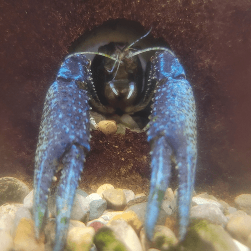 Electric Blue Crayfish aquarium fish