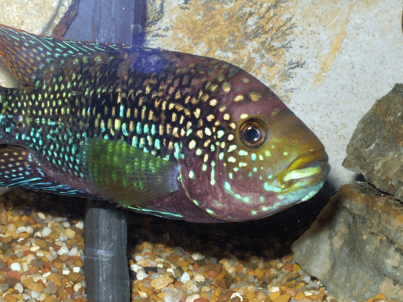 Electric Blue Jack Dempsey Cichlid aquarium fish