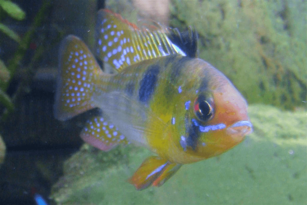 Electric Blue Ram Cichlid aquarium fish