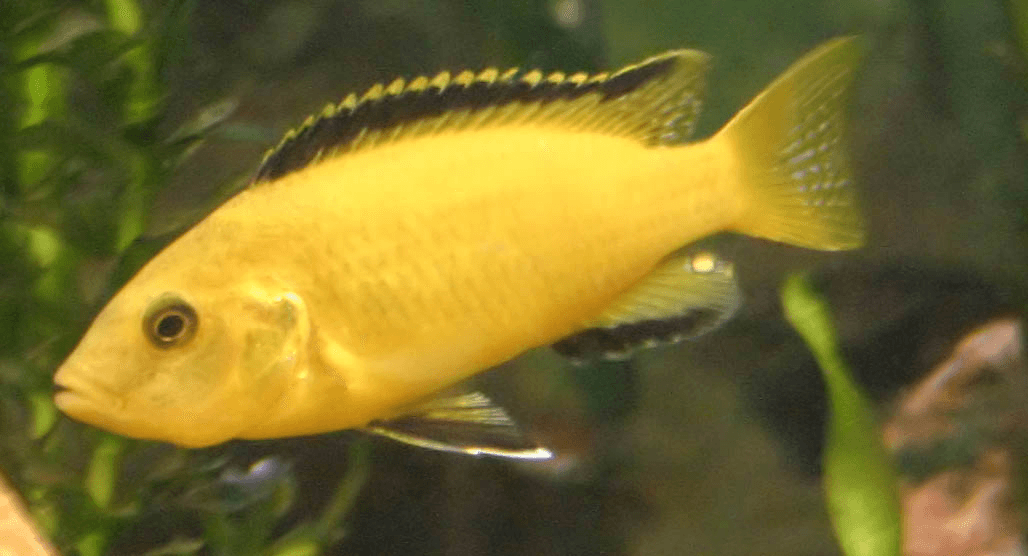 Electric Yellow Lab (Mbuna) aquarium fish