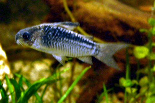 Elegans Cory Catfish aquarium fish
