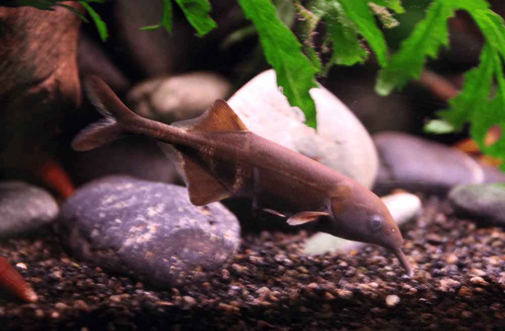 Elephant Nose Fish aquarium fish
