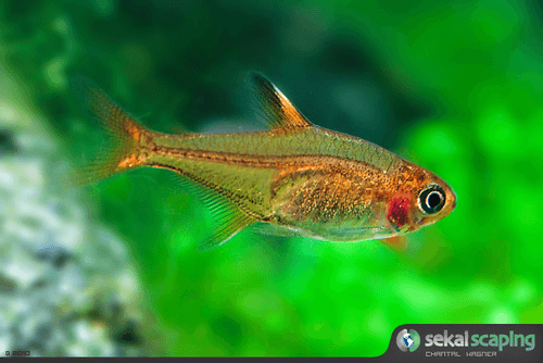 Ember Tetra aquarium fish